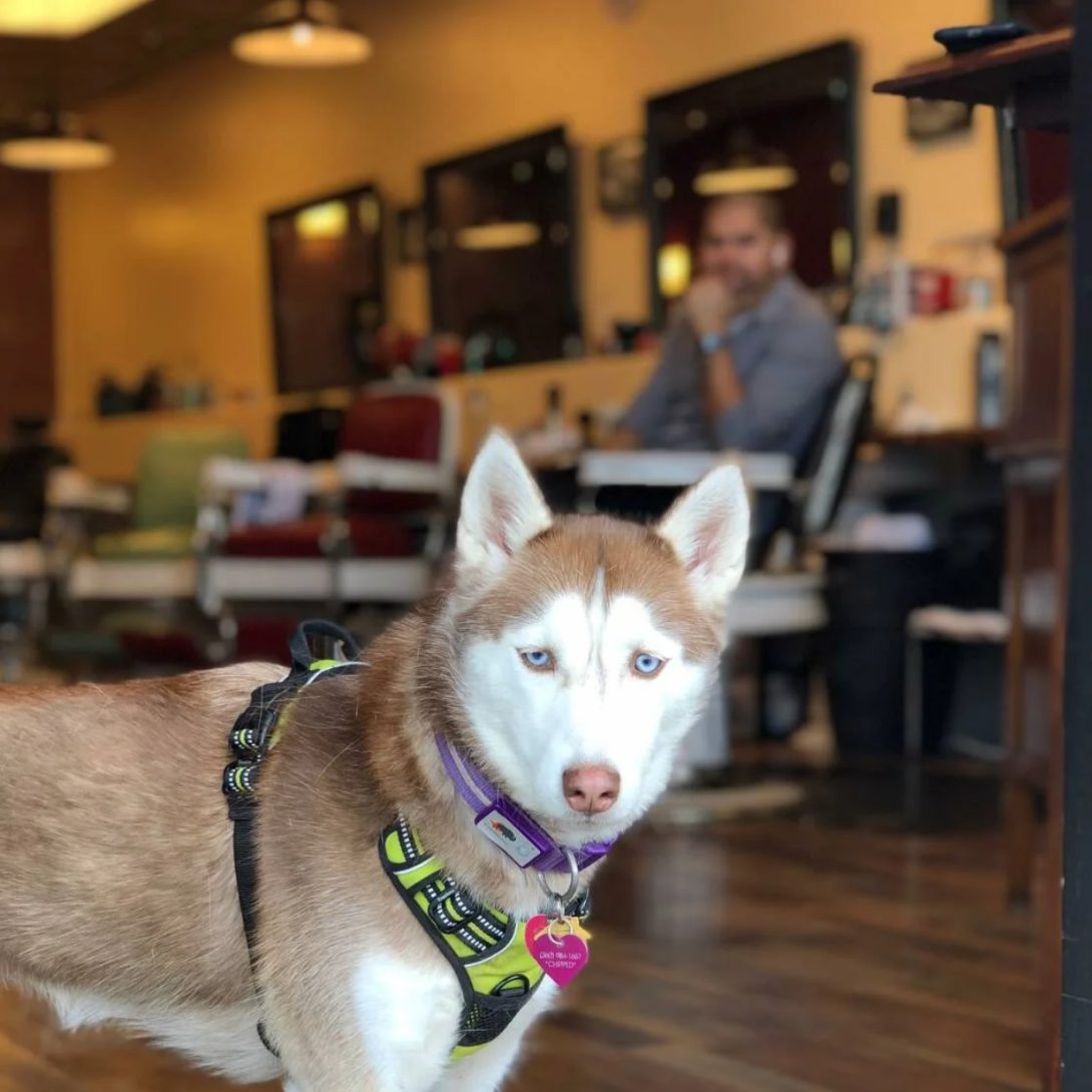 A husky visiting the shop while a client waits
